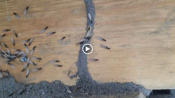Consolidated Pest Control