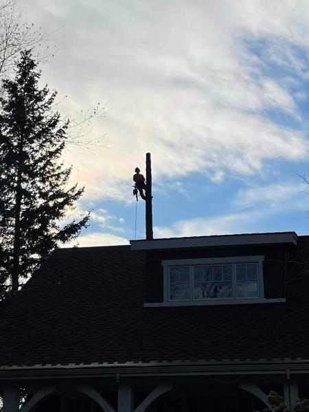 Blue Jays Tree Service