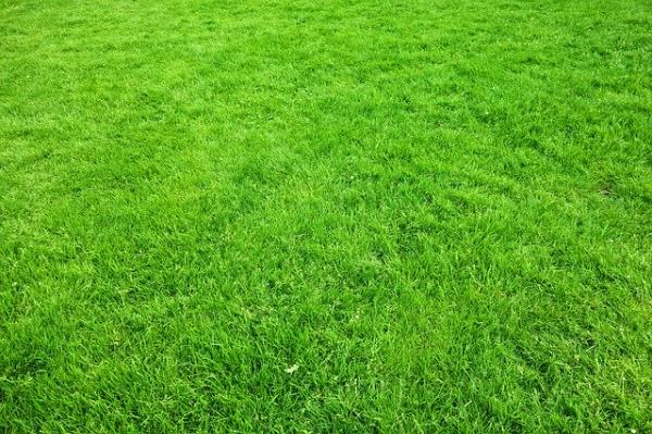Military Green Lawns