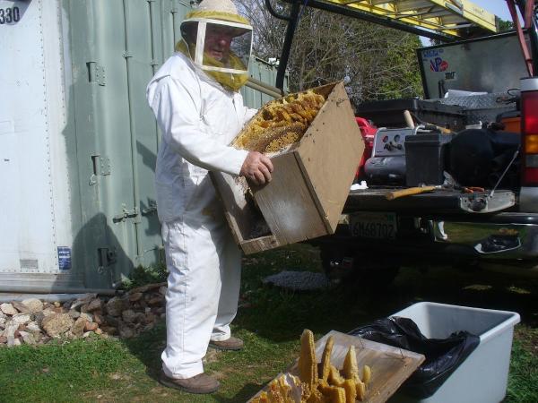 Bemergency Bee Removal