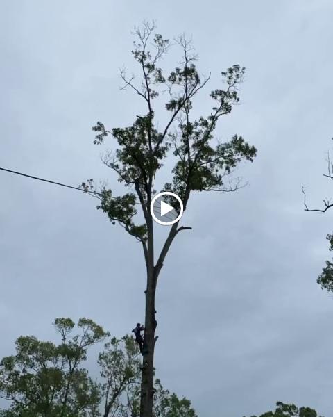 Driven Tree Service