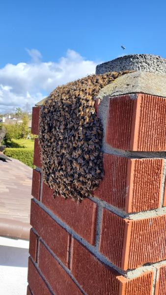 Riverside Bee Removal Pros
