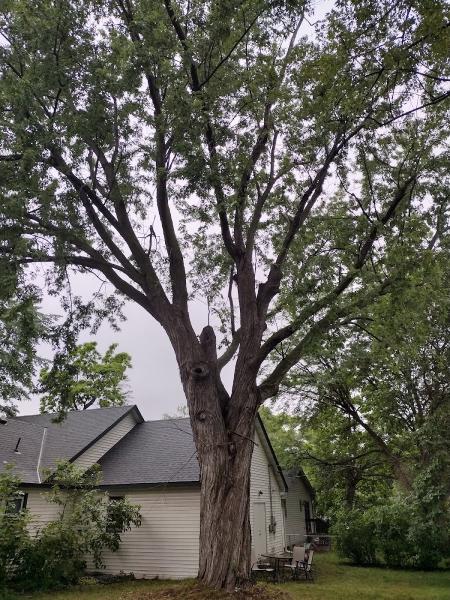 Solutions JF Landscaping & Tree Services