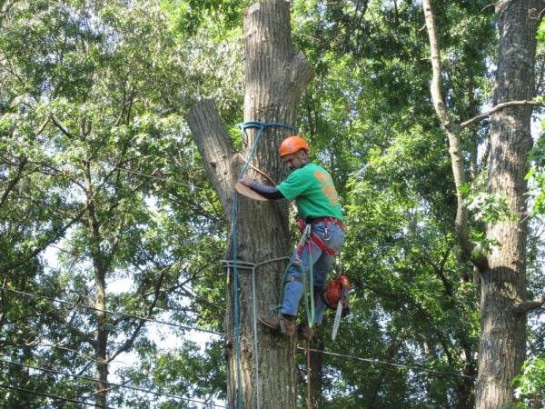 Real Tree-Tree Service
