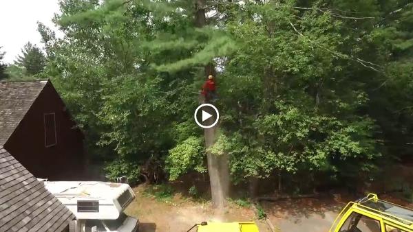 Mayer Tree Service