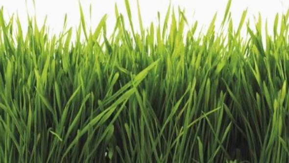 Lawn-Pro Lawncare Service