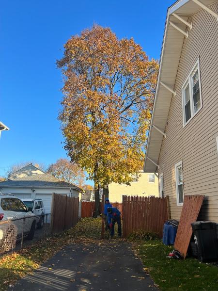 M&M Tree Service