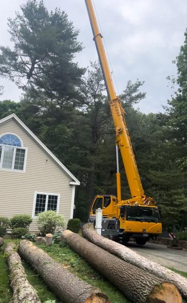 M&M Tree Service