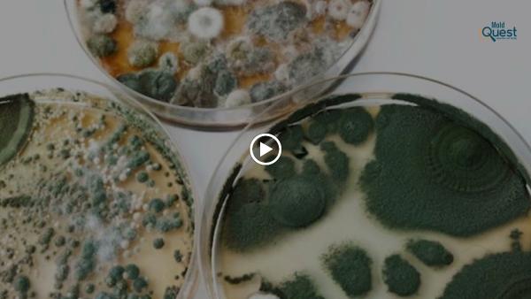 Quest Mold and Asbestos Inspections and Testing Corp.