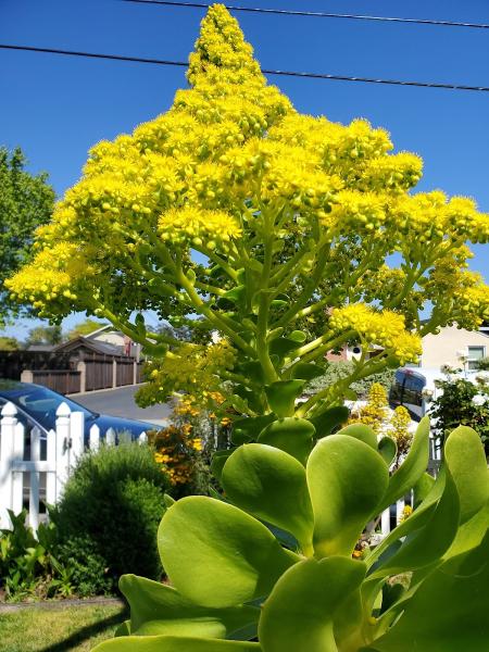 Rodriguez Landscape Services