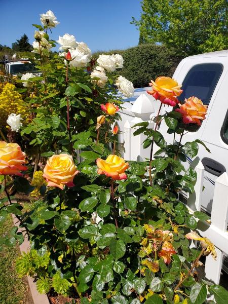 Rodriguez Landscape Services