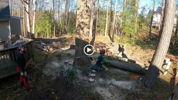 Blankenship's Tree Removal