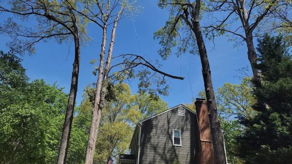 Blankenship's Tree Removal