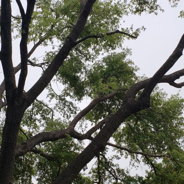 Certified Arbor Care
