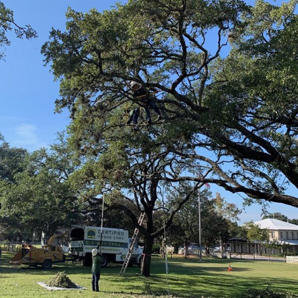 Certified Arbor Care