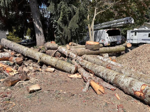 Legacy Tree Service