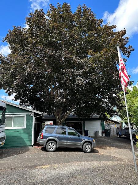 Legacy Tree Service
