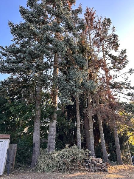 Legacy Tree Service
