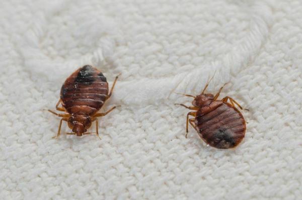 Fillmore Termite Pest Control Inc.
