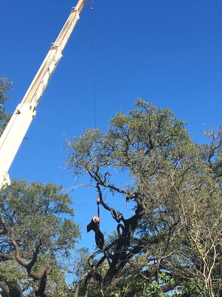 Tree Musketeers LLC