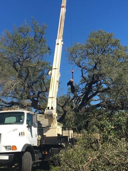 Tree Musketeers LLC