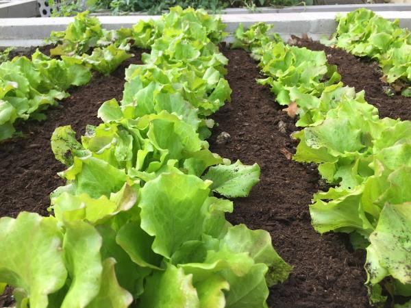 Rooftop Roots