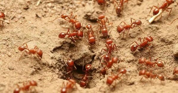 Baywood Exterminating Company