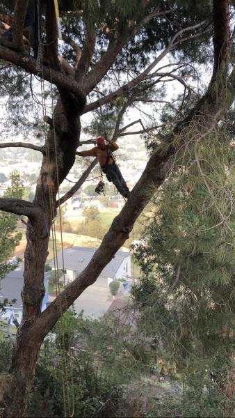 Elite Tree Care Inc.