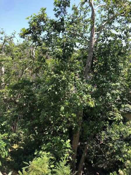 Elite Tree Care Inc.