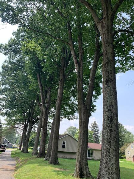 Mike Jones & Sons Tree Service LLC
