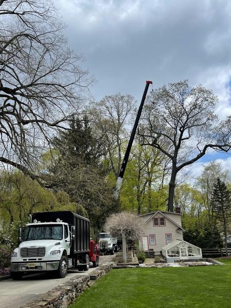A&M Affordable Tree Service