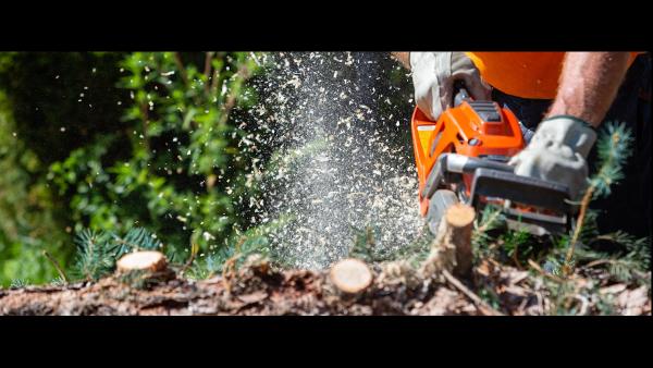 Mortensen Tree Service