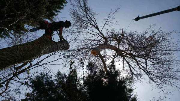 Mortensen Tree Service
