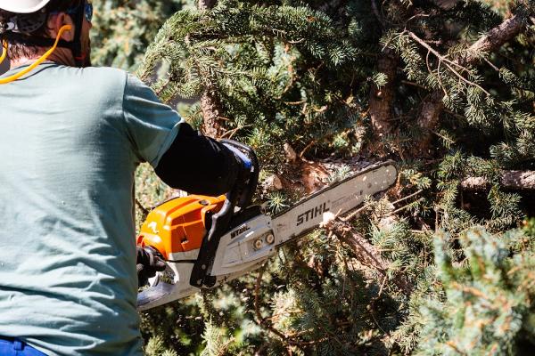 Mortensen Tree Service