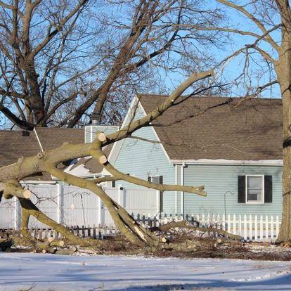 Vanderbilt Tree Service