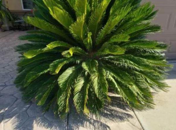 Lopez Complete Yard Care