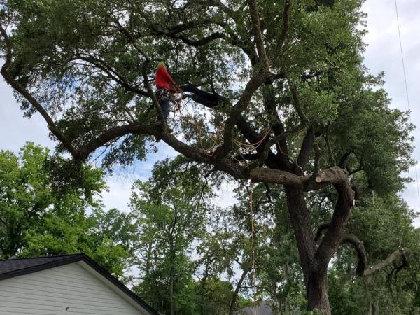 D1 Affordable Tree Service & Land Clearing LLC