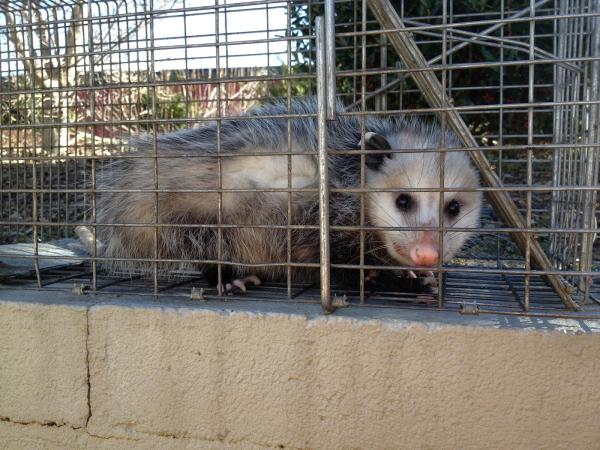 Critter Control Triad
