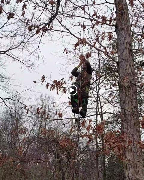 Tesla Tree Service
