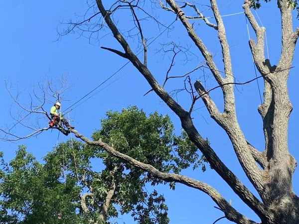 Tesla Tree Service