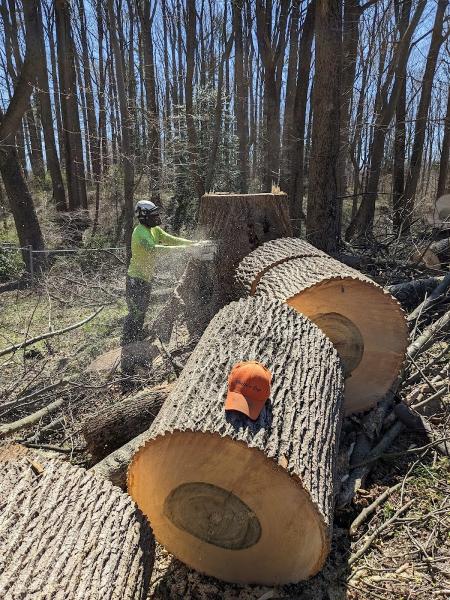 Tesla Tree Service