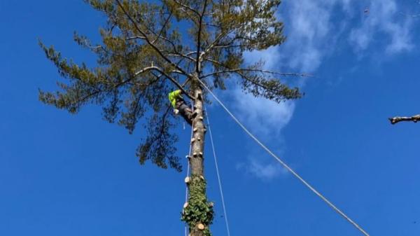 Luxury Tree Service & Landscaping