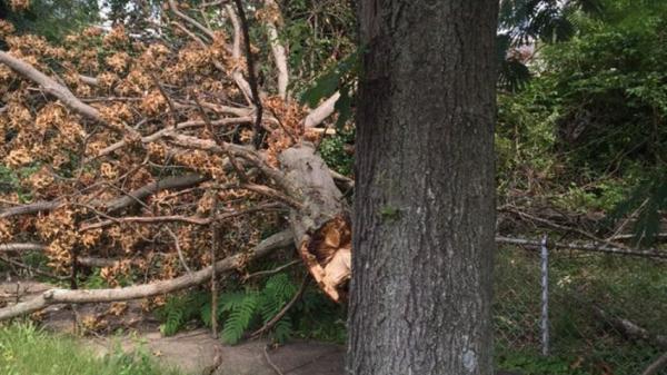Luxury Tree Service & Landscaping