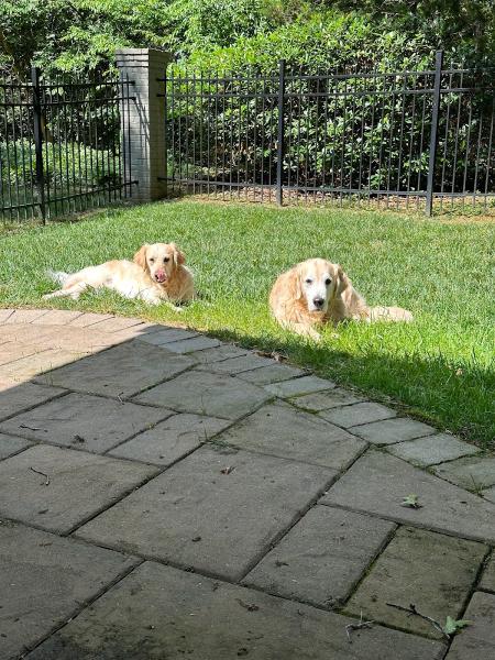 Emerald Island Lawn Services