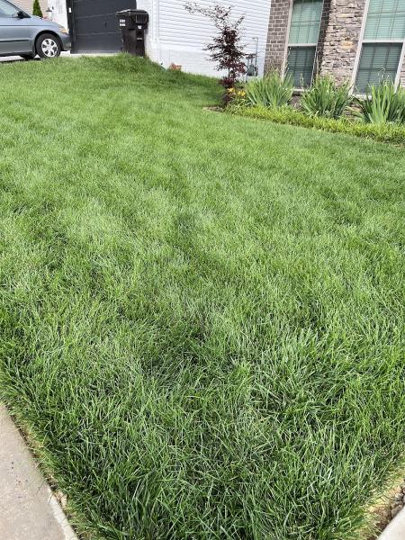 Emerald Island Lawn Services