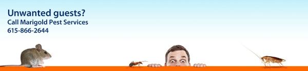 Marigold Pest Services