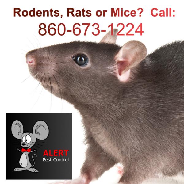 Alert Pest Management