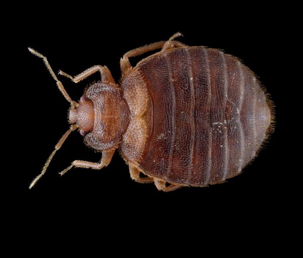 Immediate Bed Bug Heat Treatment