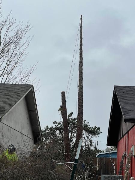 Tree North Tree Service