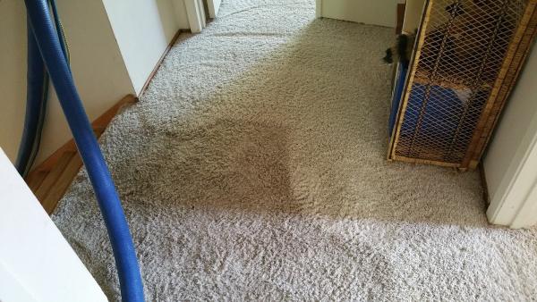 Genesis Carpet & Upholstery Cleaning Services